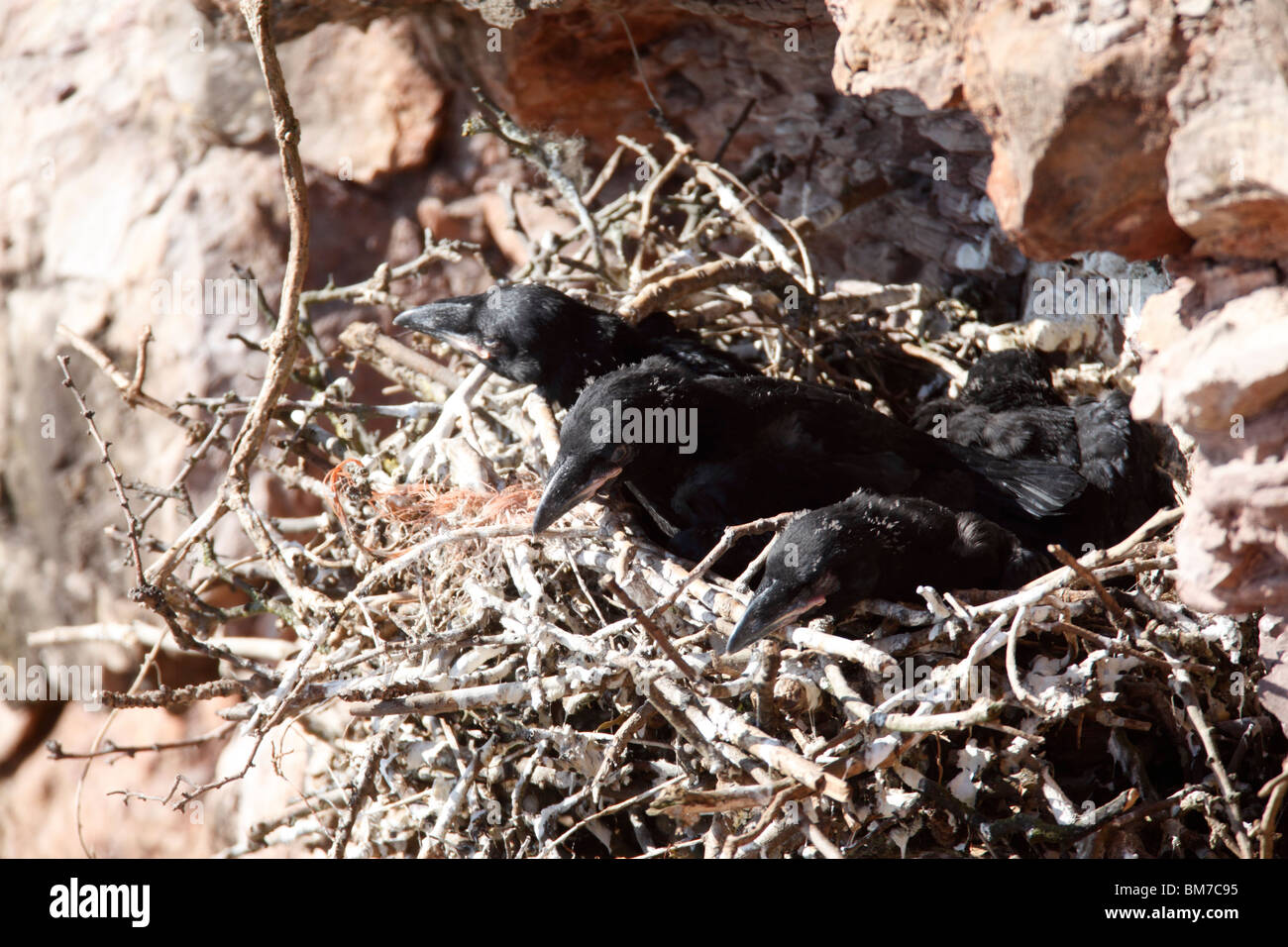 Raven (Corvus corax) fledglings in nest Stock Photo