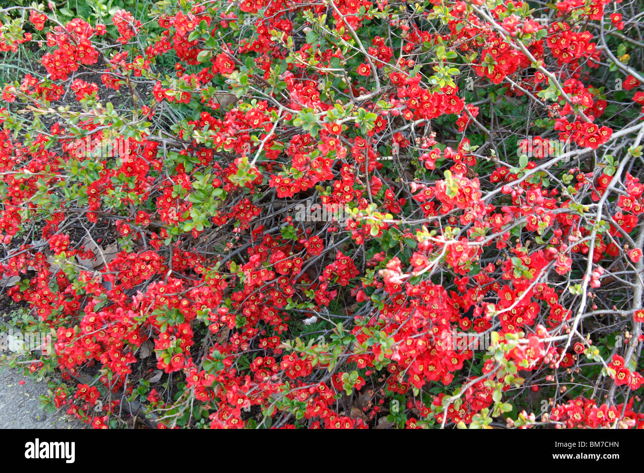 Chaenomeles x superba Crimson and gold shrub in flower Stock Photo