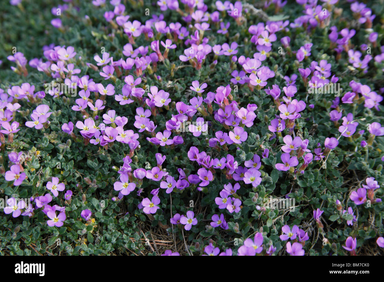 Aubretia deltoidea argentea variegata plant in flower Stock Photo