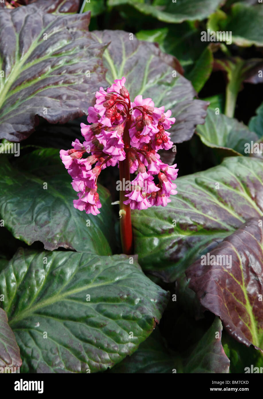 Bergenia cordifolia purpurea close up of flower Stock Photo