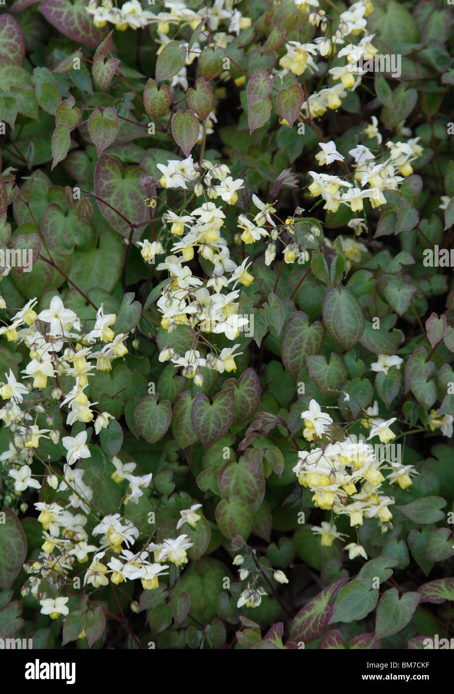 Barrenwort (Epimedium x versicolor sulphureum) plant in flower Stock Photo