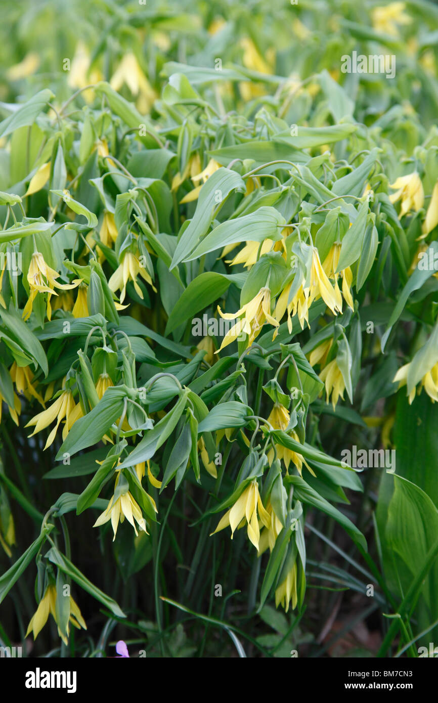 Uvularia grandiflora x perfoliata plant in flower Stock Photo