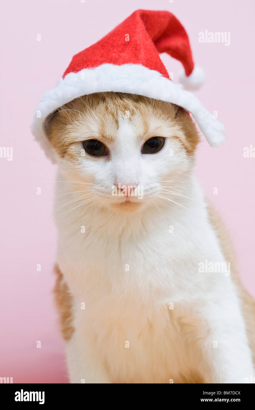 A cat wearing a Santa hat Stock Photo Alamy