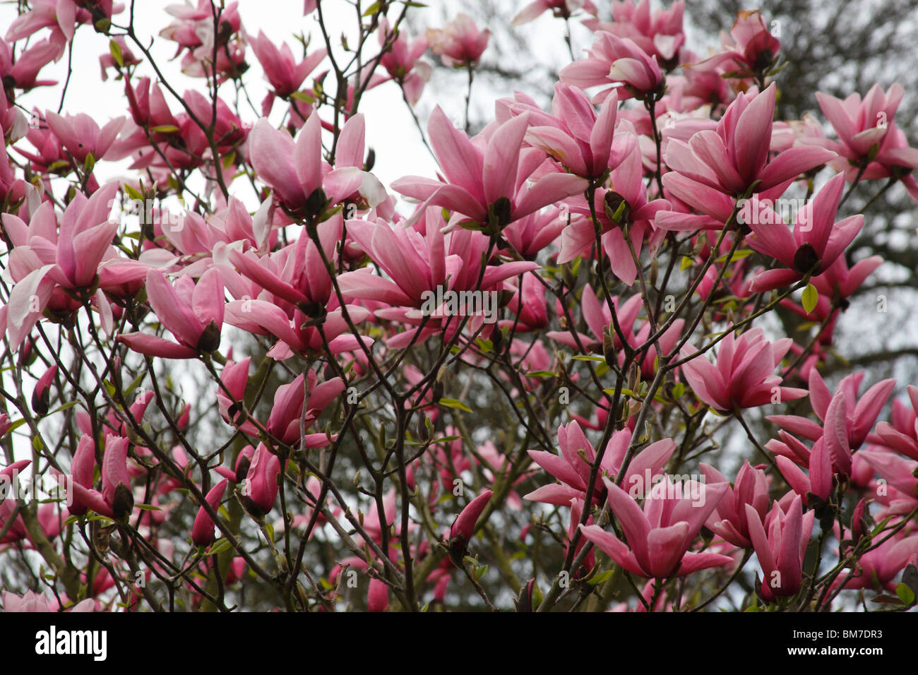 Magnolia Star wars tree in flower Stock Photo