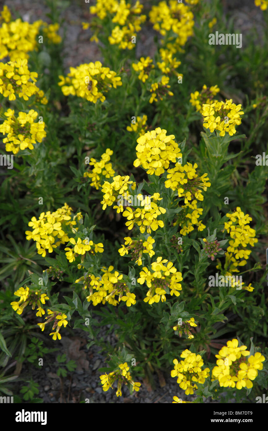 Alyssoides utriculata plant in flower Stock Photo