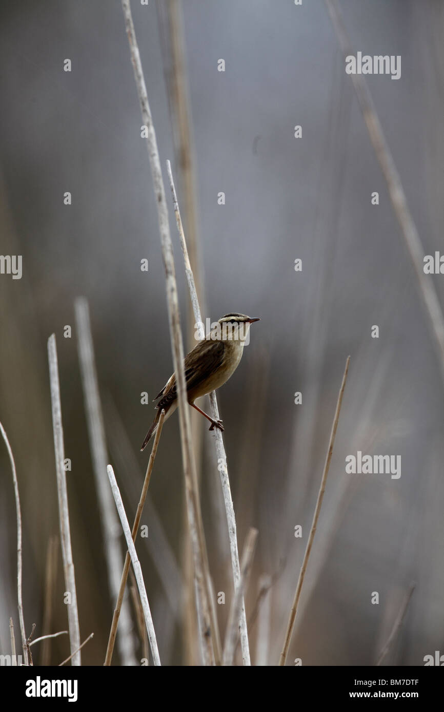 Sedge warbler (Acrocephalus schoenobaenus) perching in reeds Stock Photo