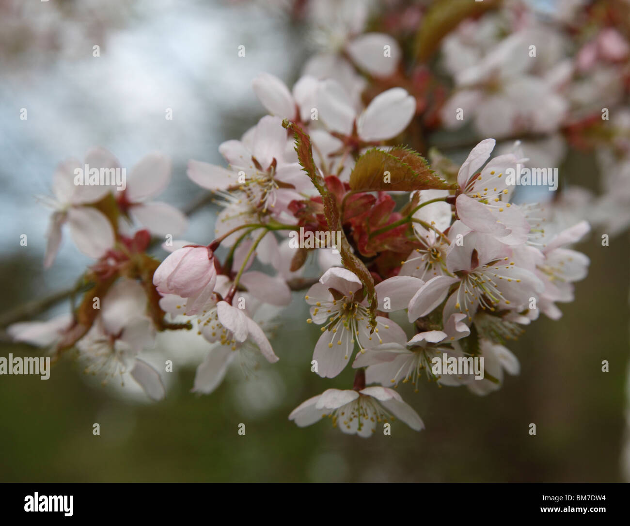 Korean hill cherry (Prunus serrulata pubescens) close up of flowers Stock Photo