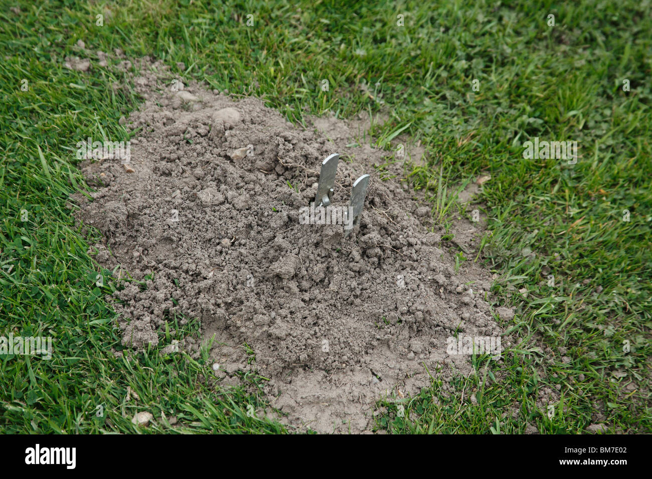 Mole trap placed in mole run under lawn Stock Photo