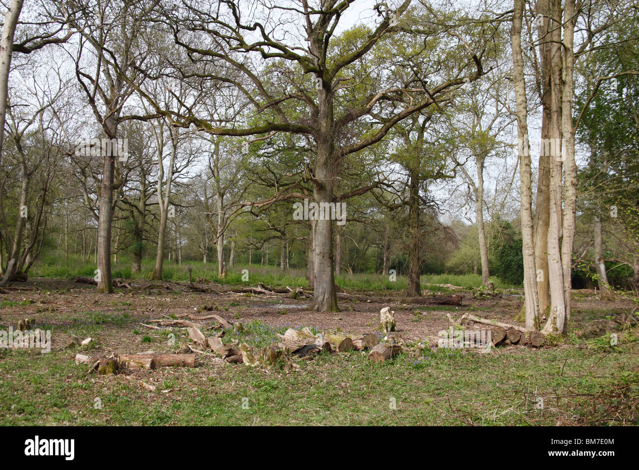 Clear felled mixed coppice with mature trees standing Stock Photo