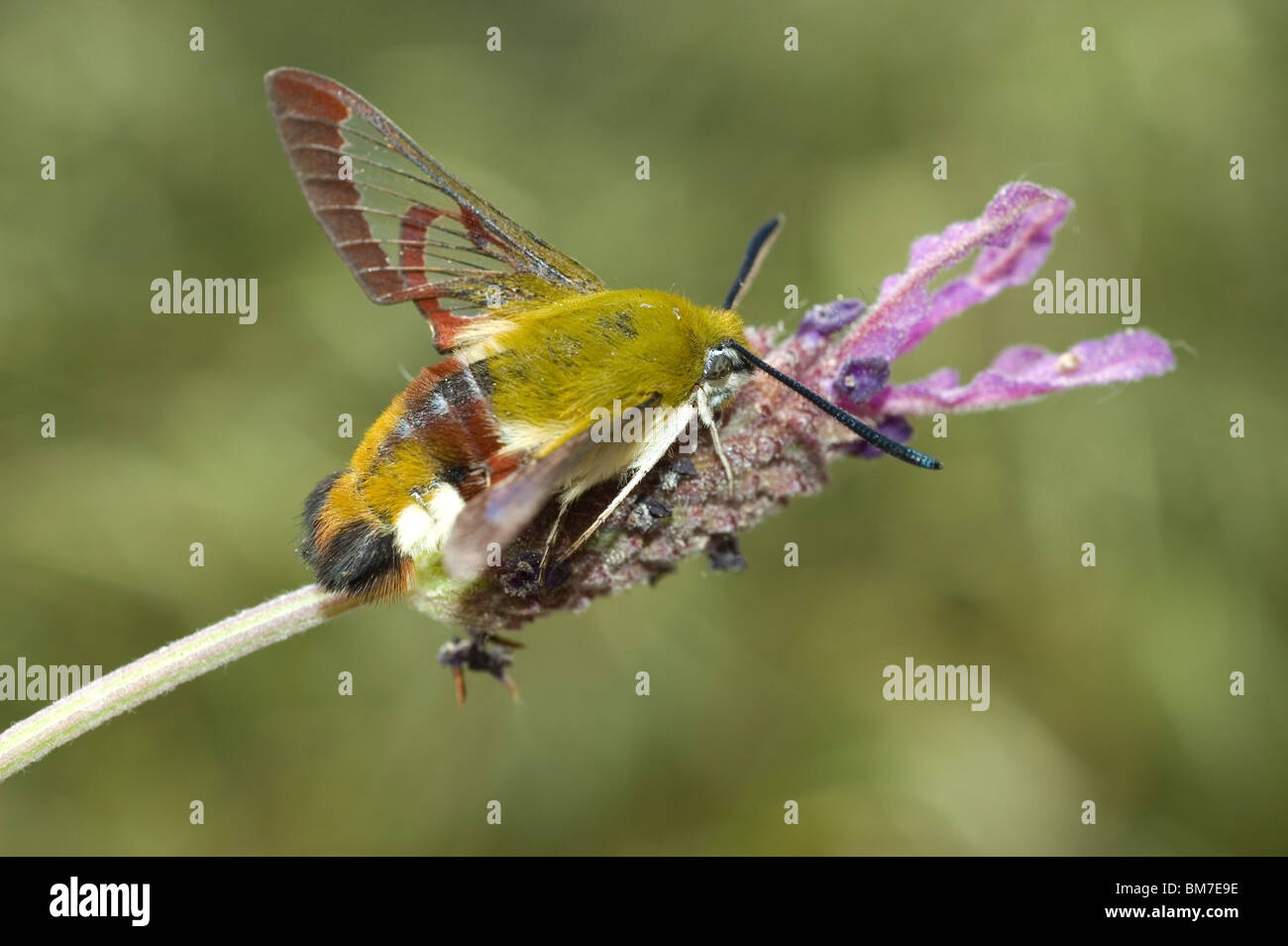 Broad-bordered Bee Hawk-moth (Hemaris fuciformis) on a Spanish lavender flower (Lavandula stoechas) Stock Photo