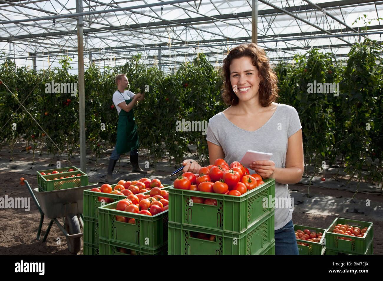 A woman standing behind crates of fresh tomatoes working in a commercial greenhouse Stock Photo