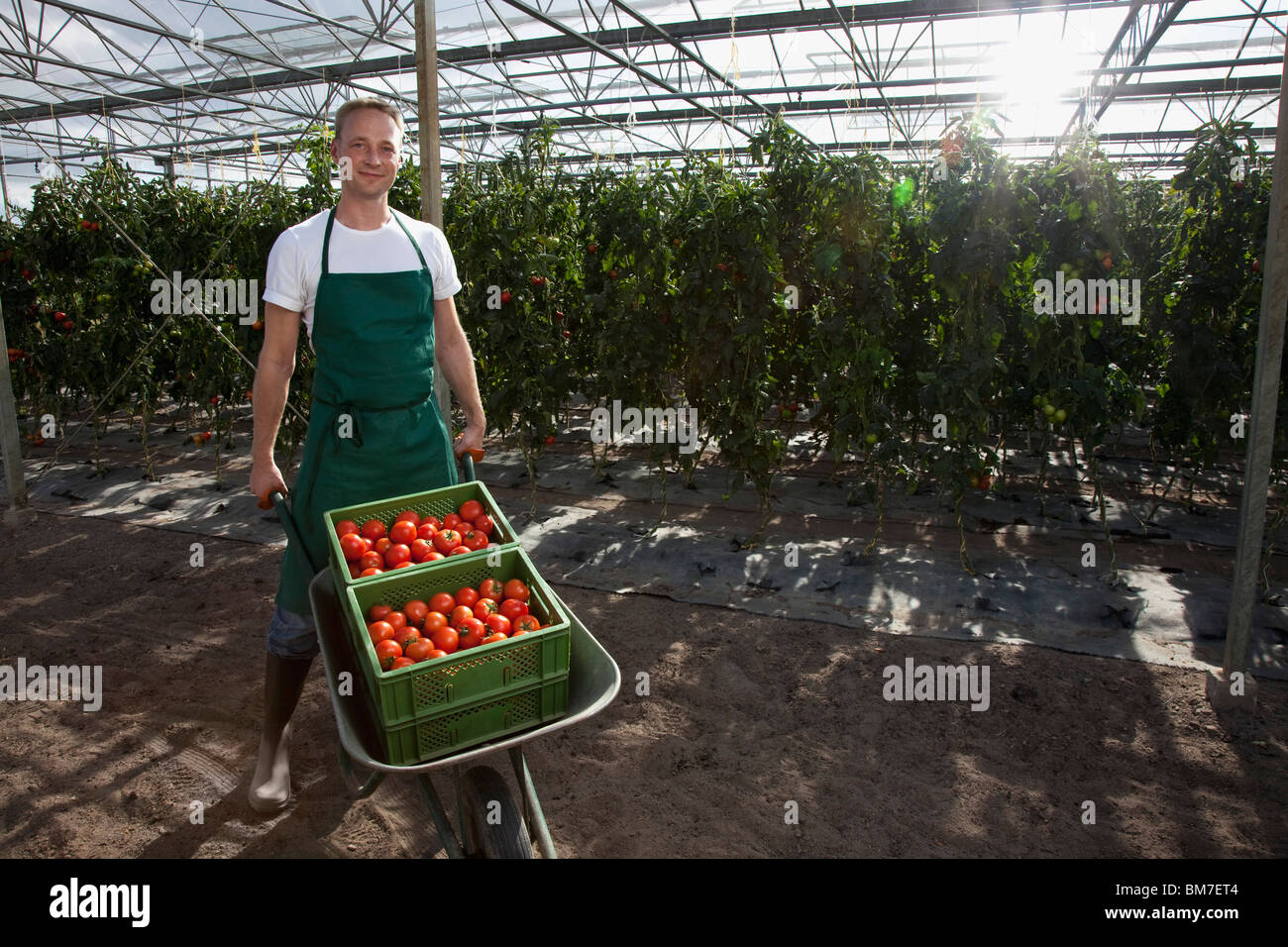 A man wheeling crates of tomatoes in a greenhouse Stock Photo