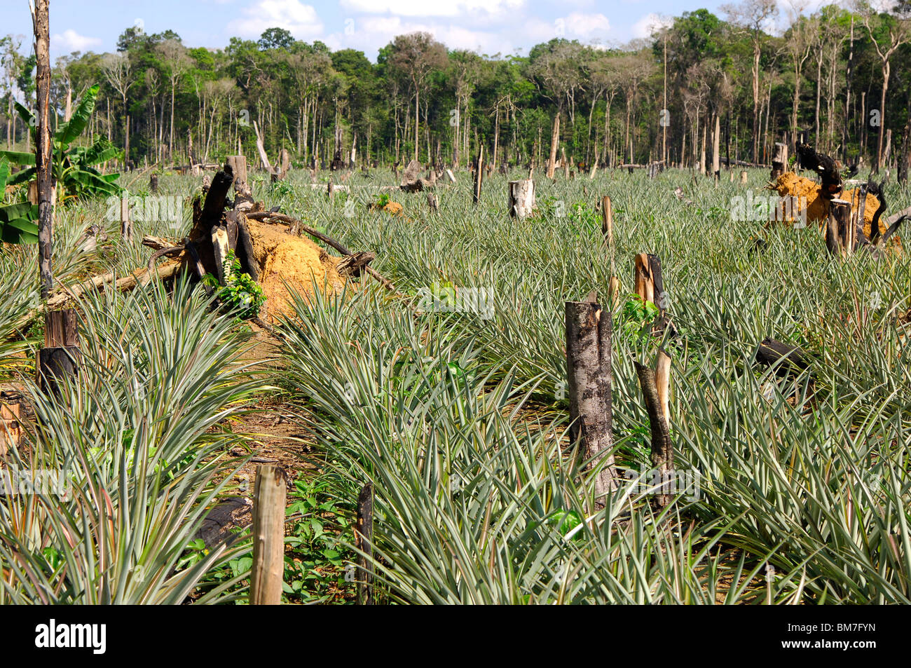 Brazil Field of pineapples Stock Photo Alamy