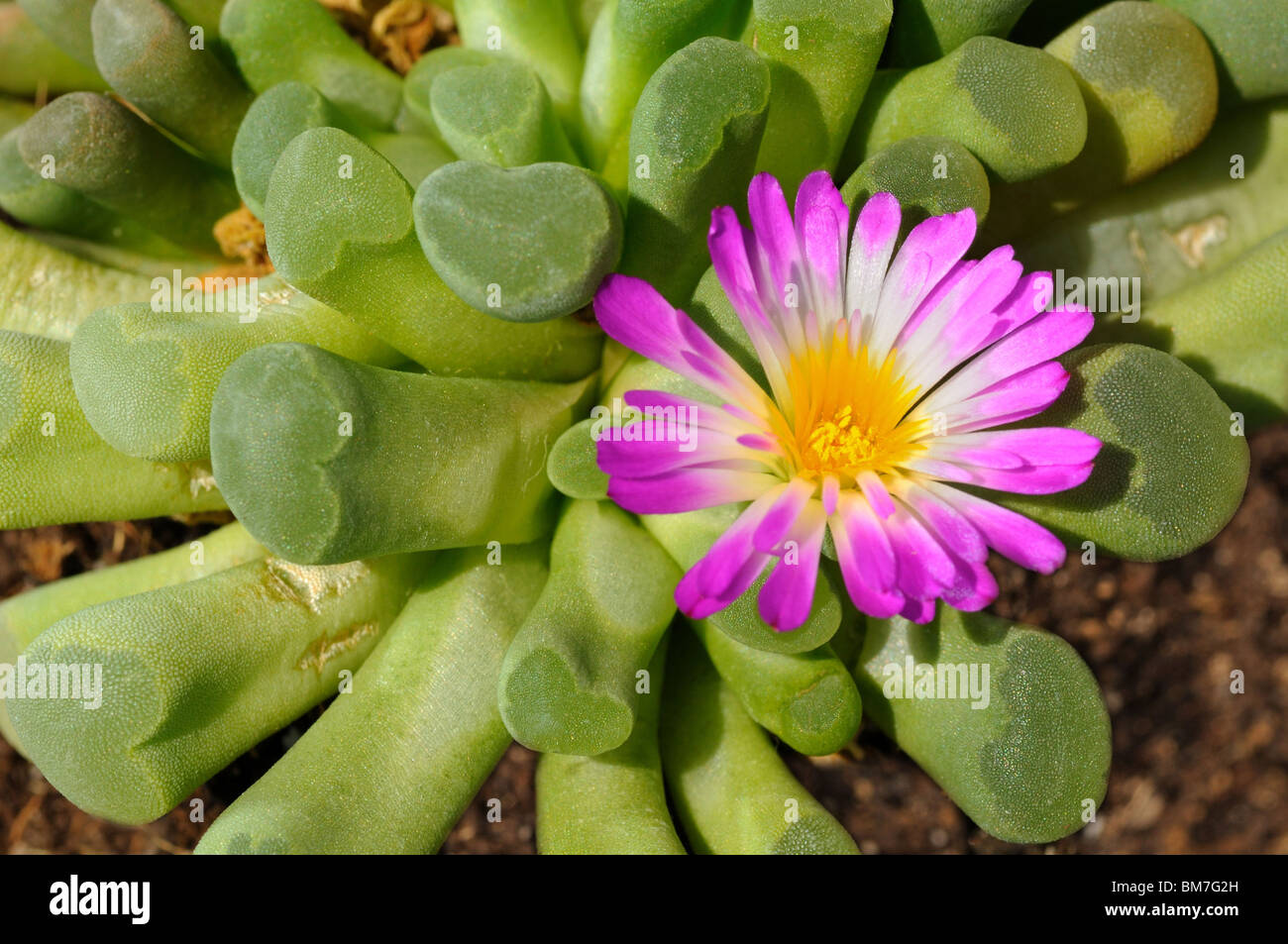 Frithia pulchra, tropical succulent plant Stock Photo