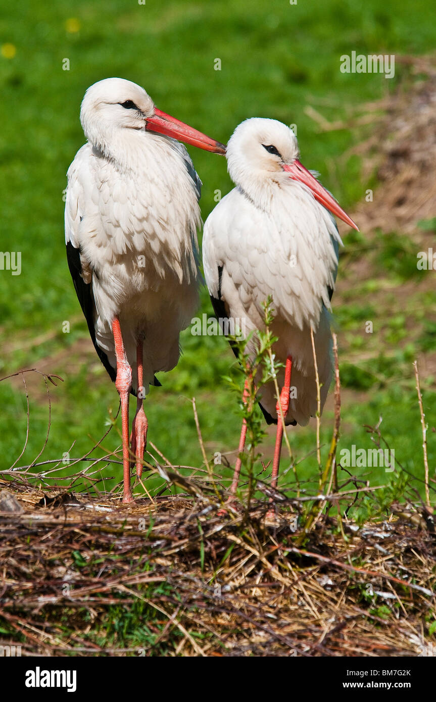 White Stork in the nest, Ciconia ciconia Stock Photo