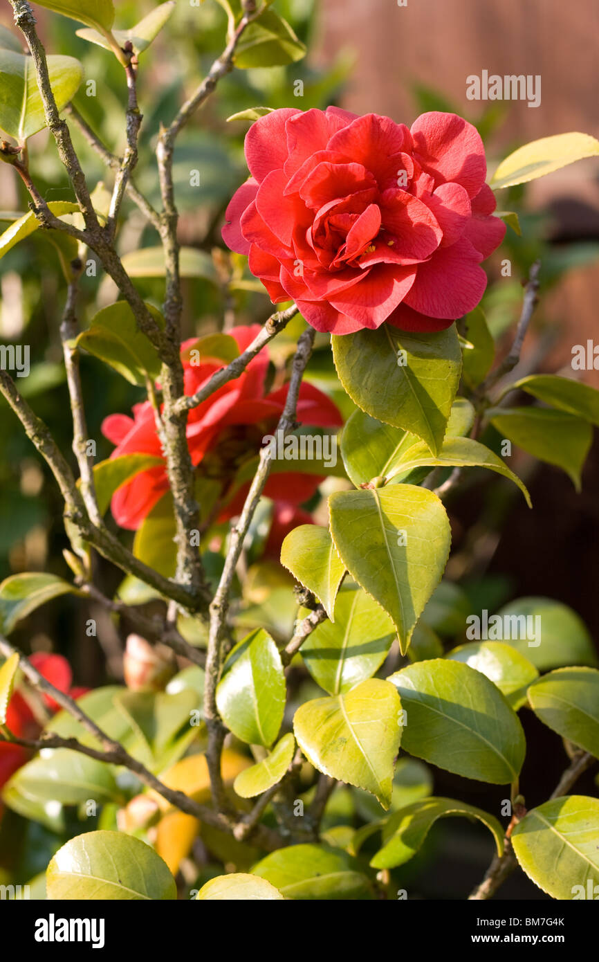Camellia Japonica ( Theaceae Stock Photo Alamy