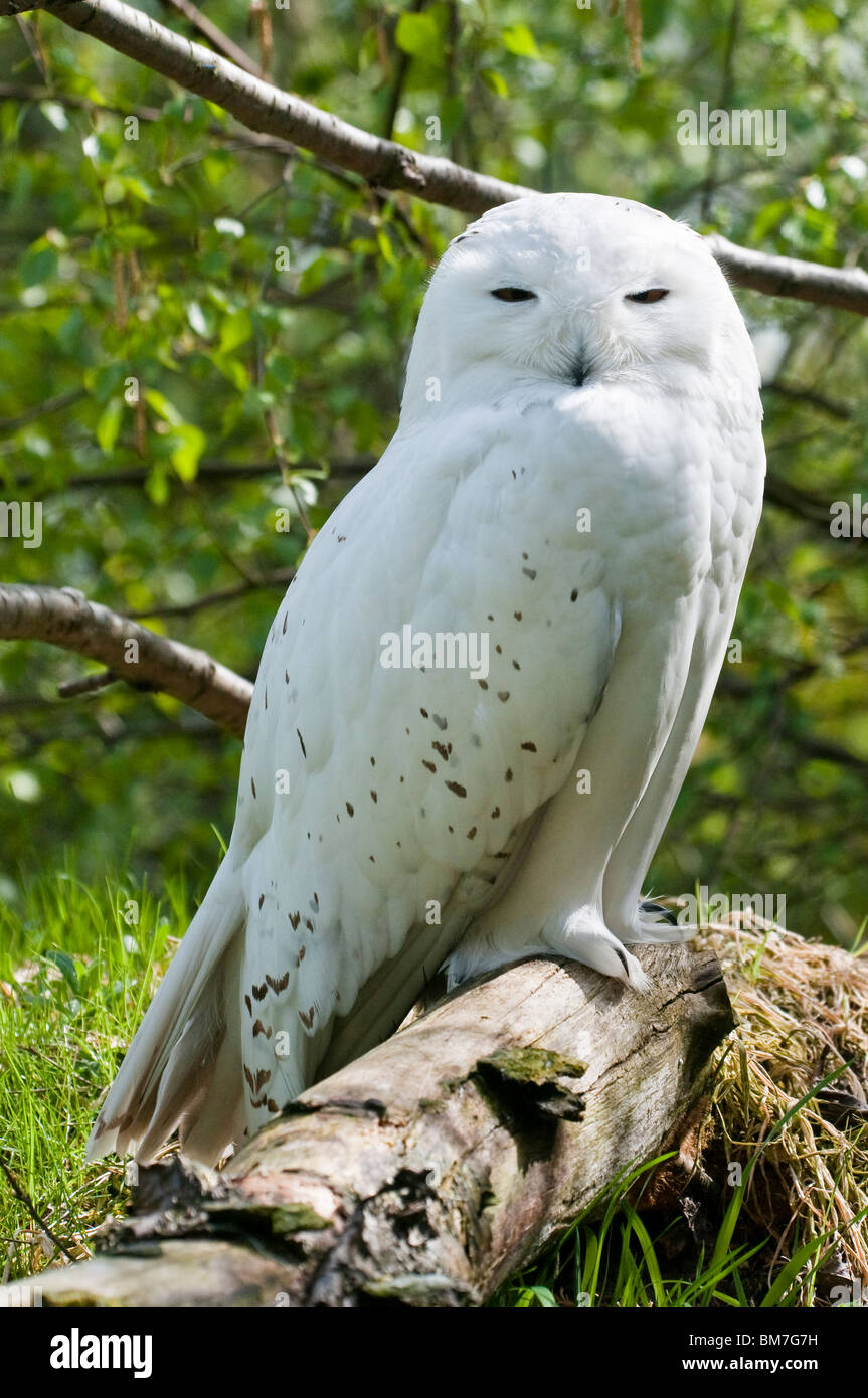Snowy Owl, Nyctea scandiaca Stock Photo
