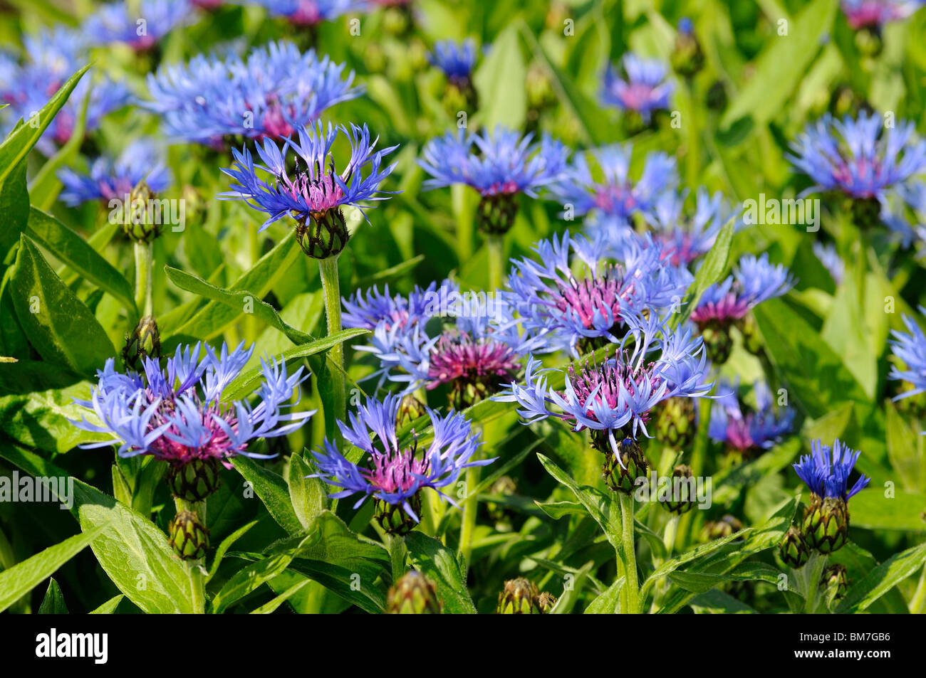 Perennial Cornflower, Mountain Cornflower, Bachelor's Button, Montane Knapweed or Mountain Bluet Stock Photo