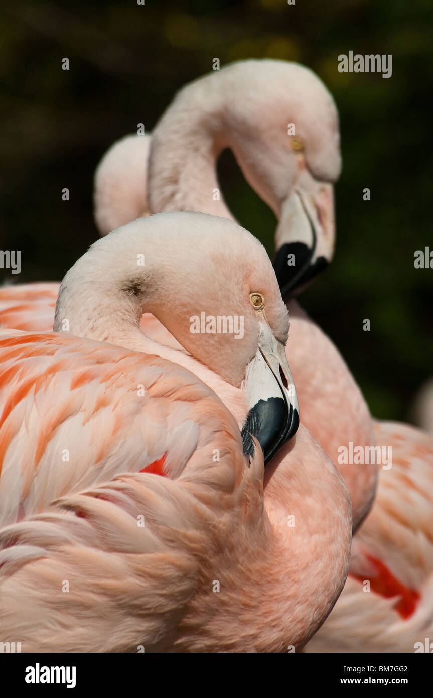 Chilean Flamingo, Portrait, Phoenicopterus chilensis Stock Photo