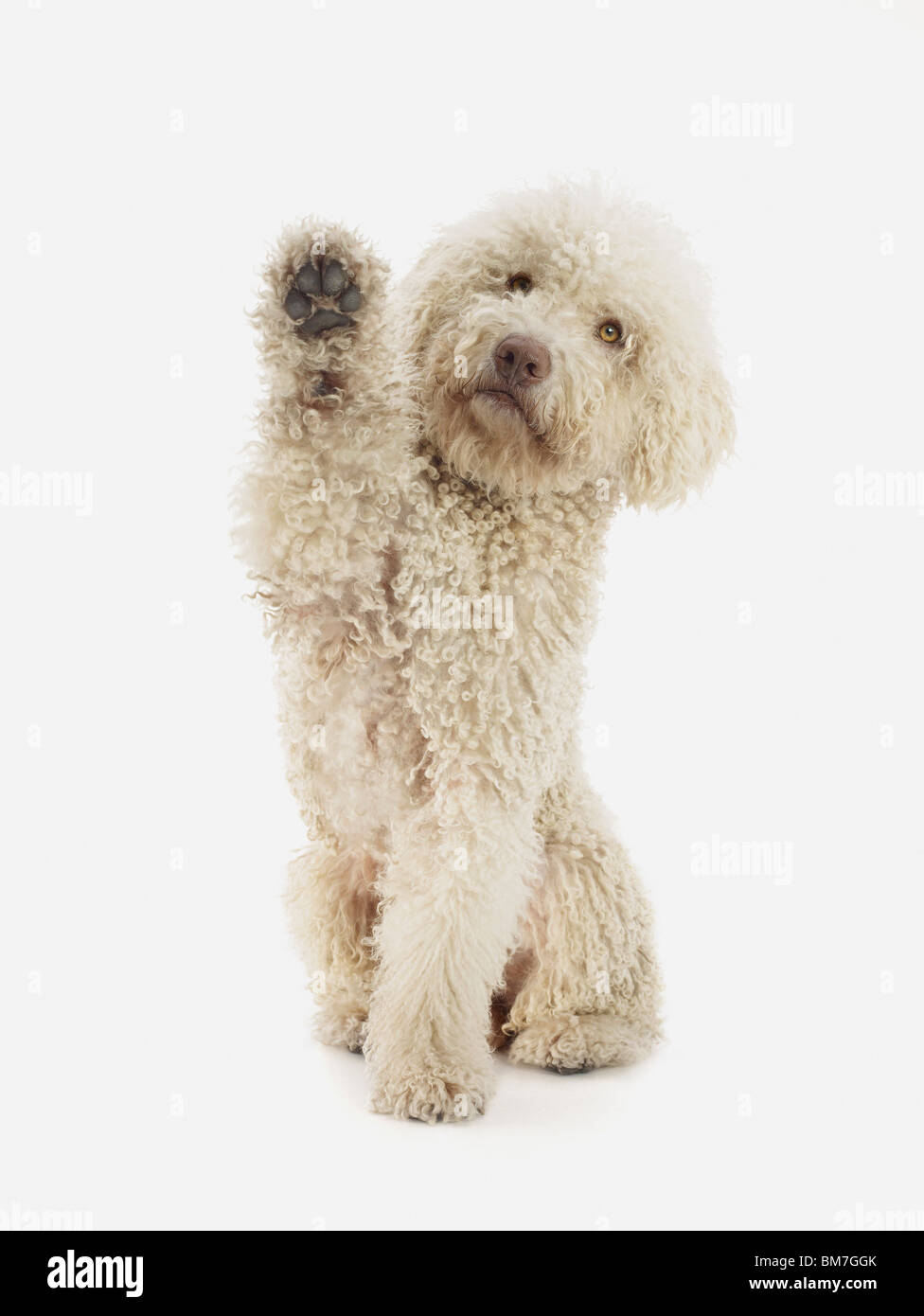 A Portuguese Waterdog raising its front paw Stock Photo