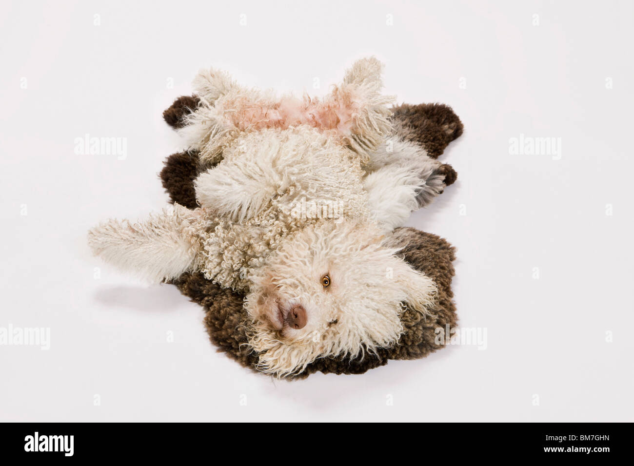 A Portuguese Waterdog rolling over on a sheepskin rug Stock Photo