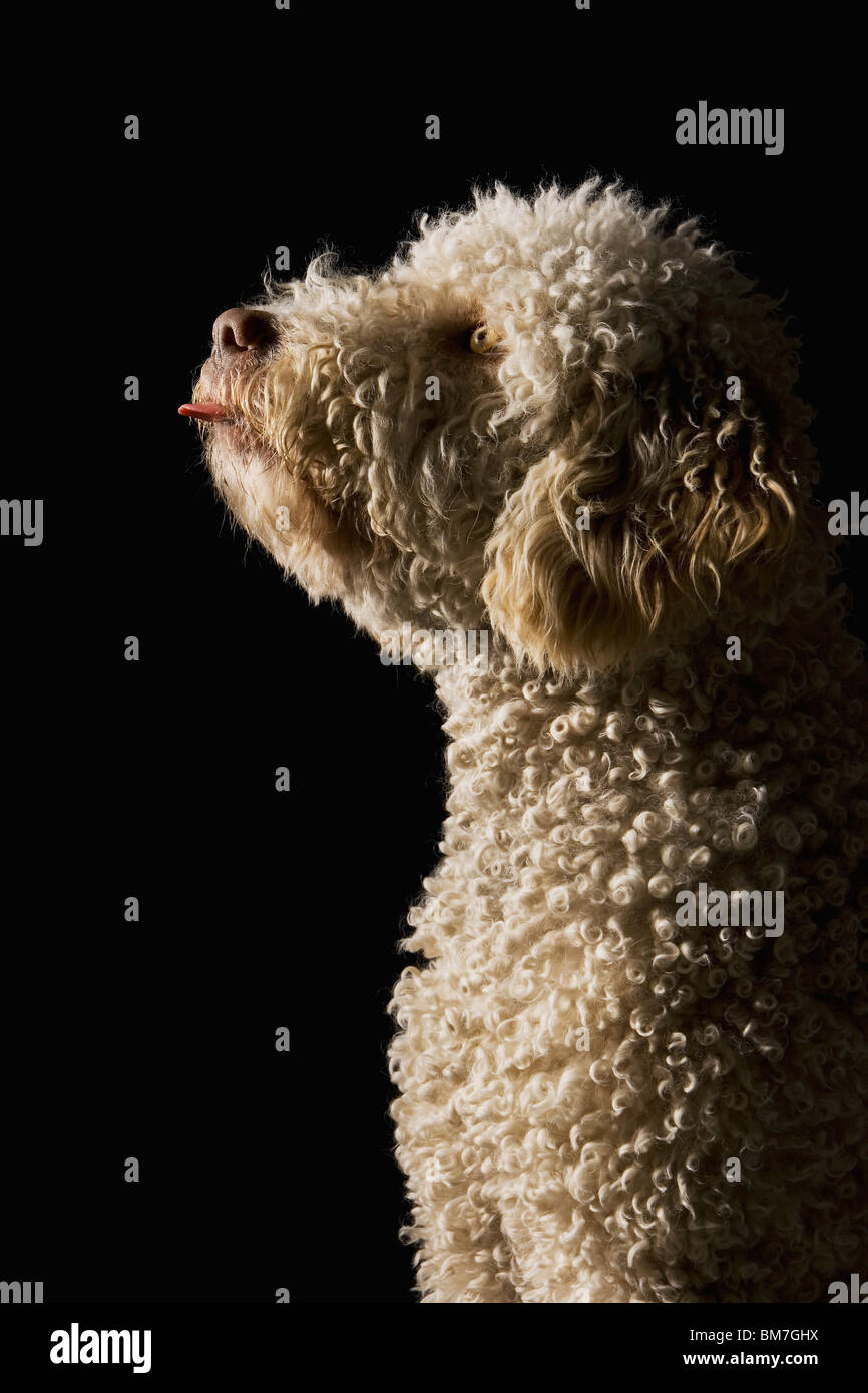 A Portuguese Waterdog sticking its tongue out Stock Photo