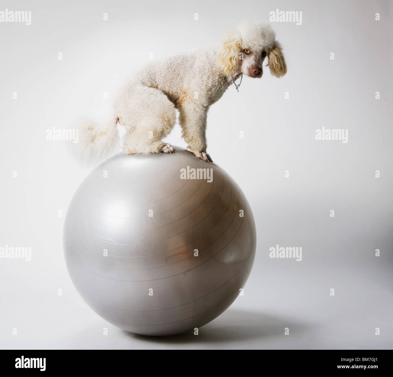 A Poodle standing on an exercise ball Stock Photo