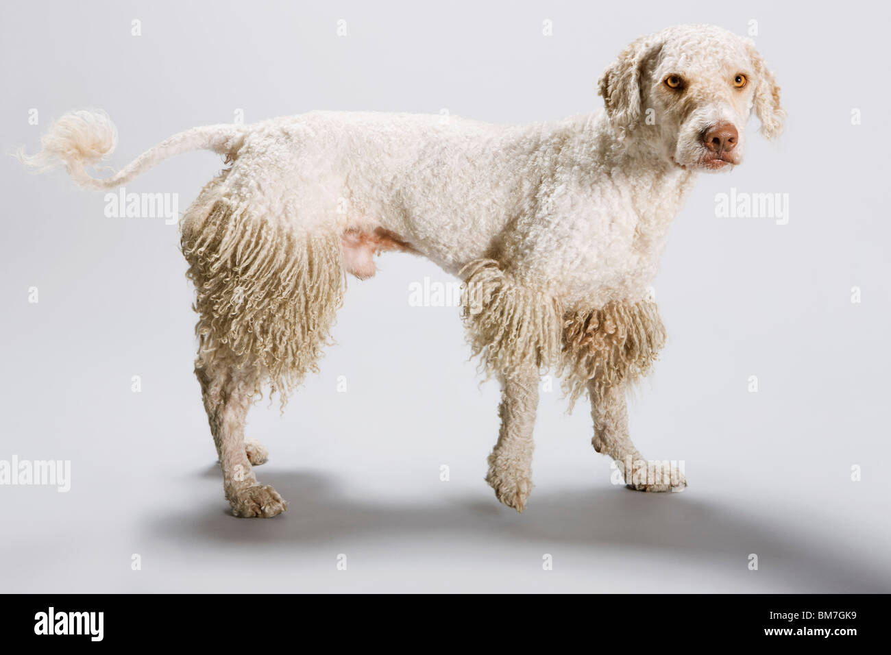A half shaven Portuguese Waterdog Stock Photo