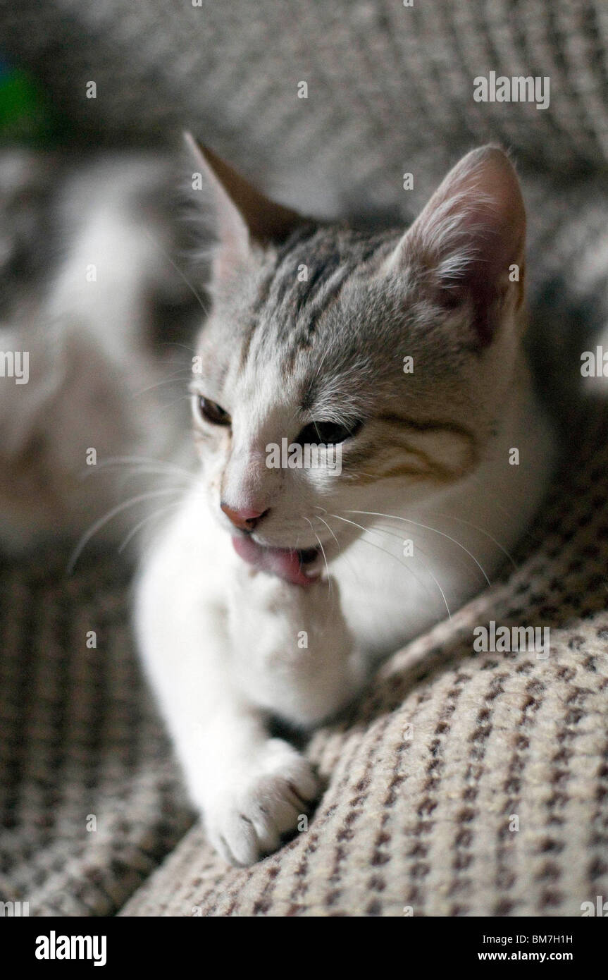 Cat washing itself Stock Photo Alamy