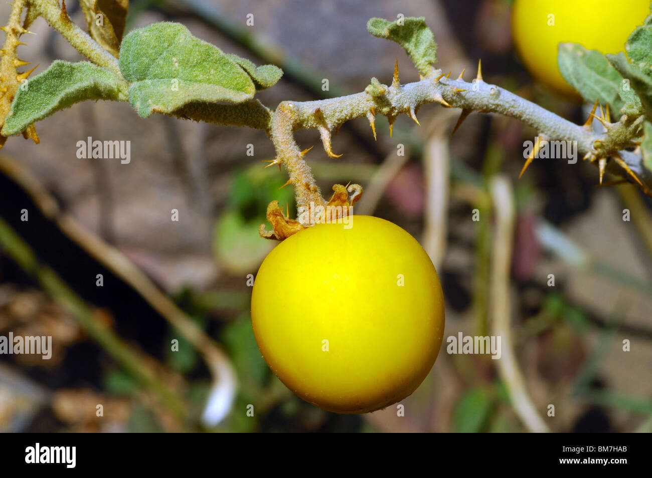 Solanum linnaeanum Stock Photo