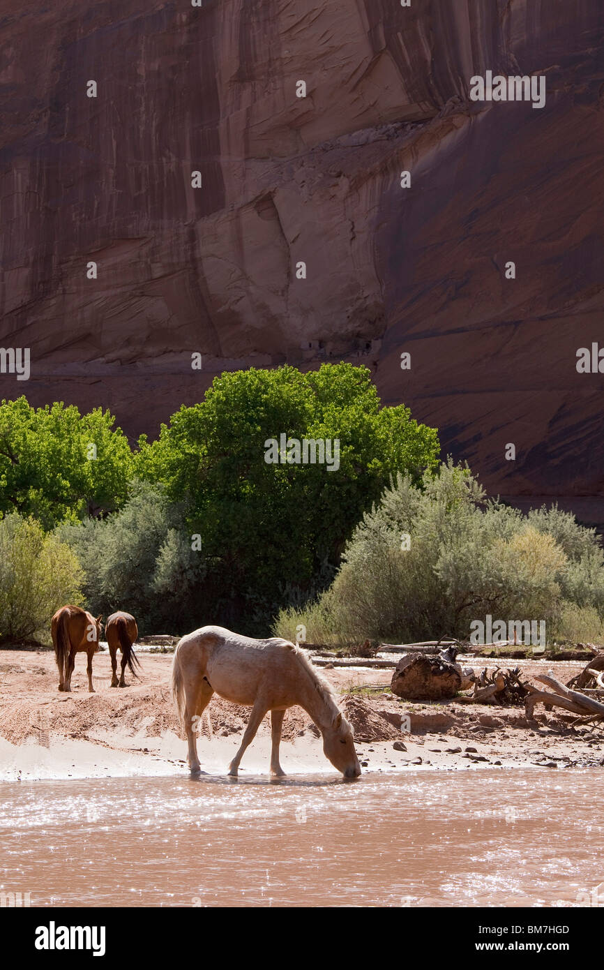 Wild horses, Canyon De Chelly National Monument, Chinle, Arizona, USA Stock Photo