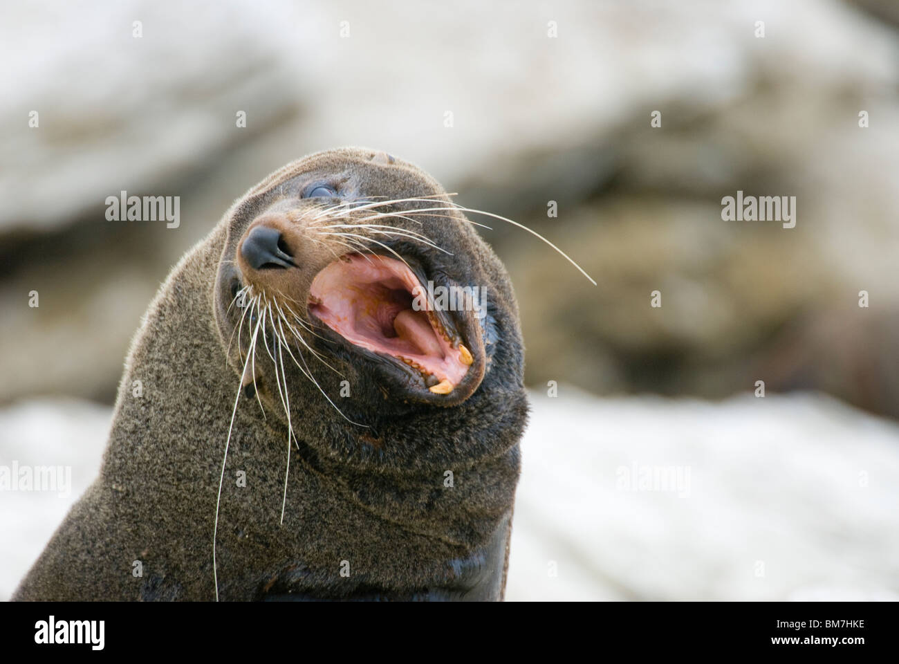 New Zealand Fur Seal Arctocephalus forsteri calling Stock Photo - Alamy