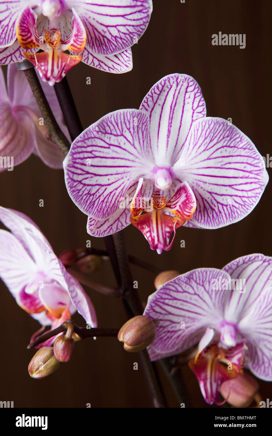 Moth Orchid hybrid, (Phalaenopsis spp.) Stock Photo