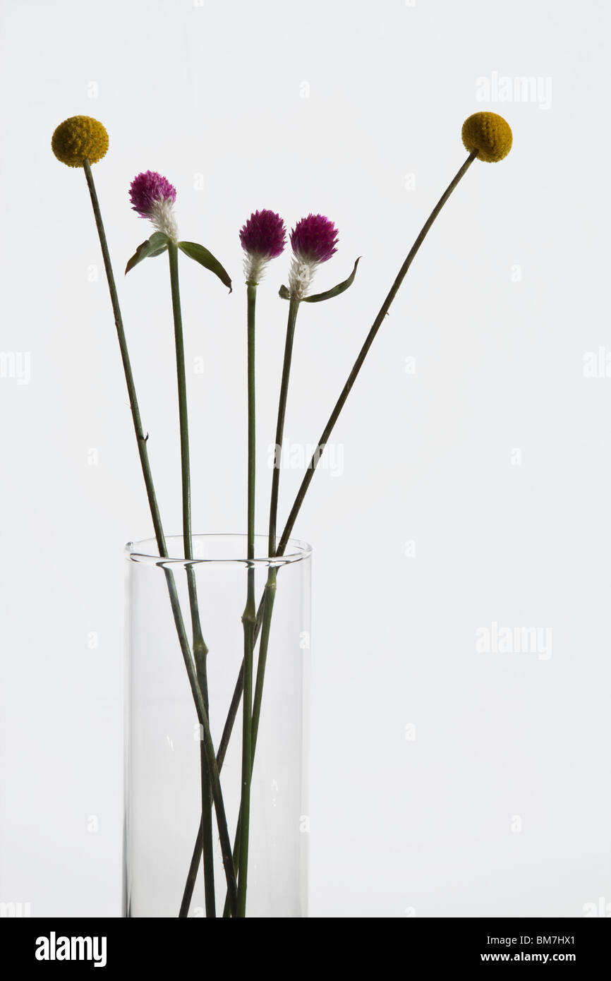 Bunch of Billybutton daisies and Gomphrena flowers in a vase Stock Photo