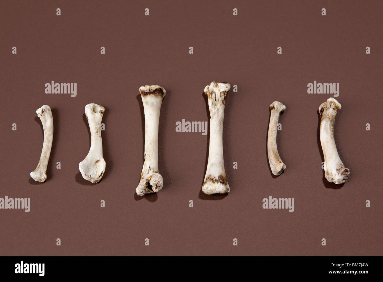 Death of a chicken hires stock photography and images Alamy