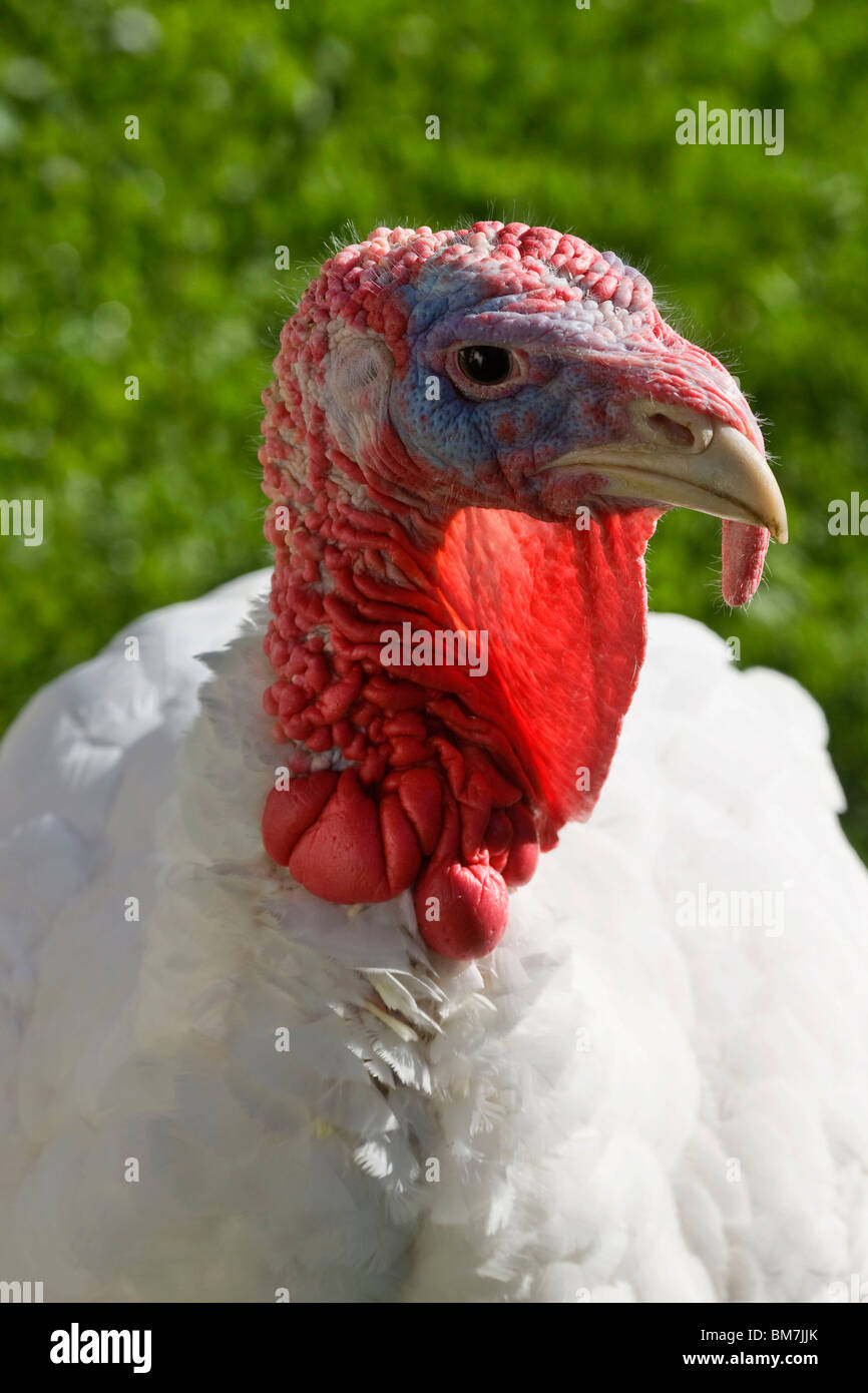 White turkey hen Stock Photo - Alamy