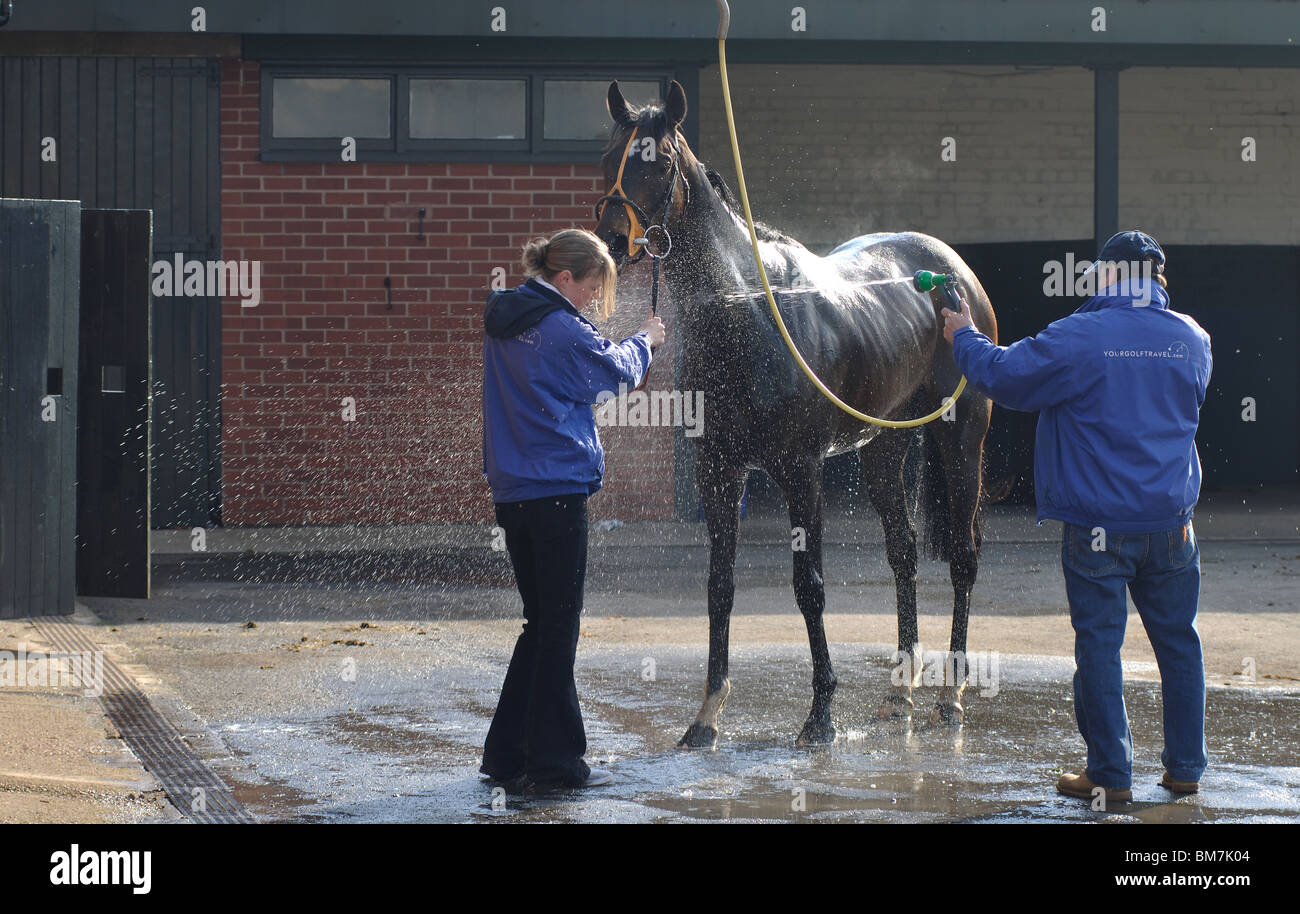 Horse Being Washed Down After Flat Race At Warwick Races Uk Stock Photo Alamy