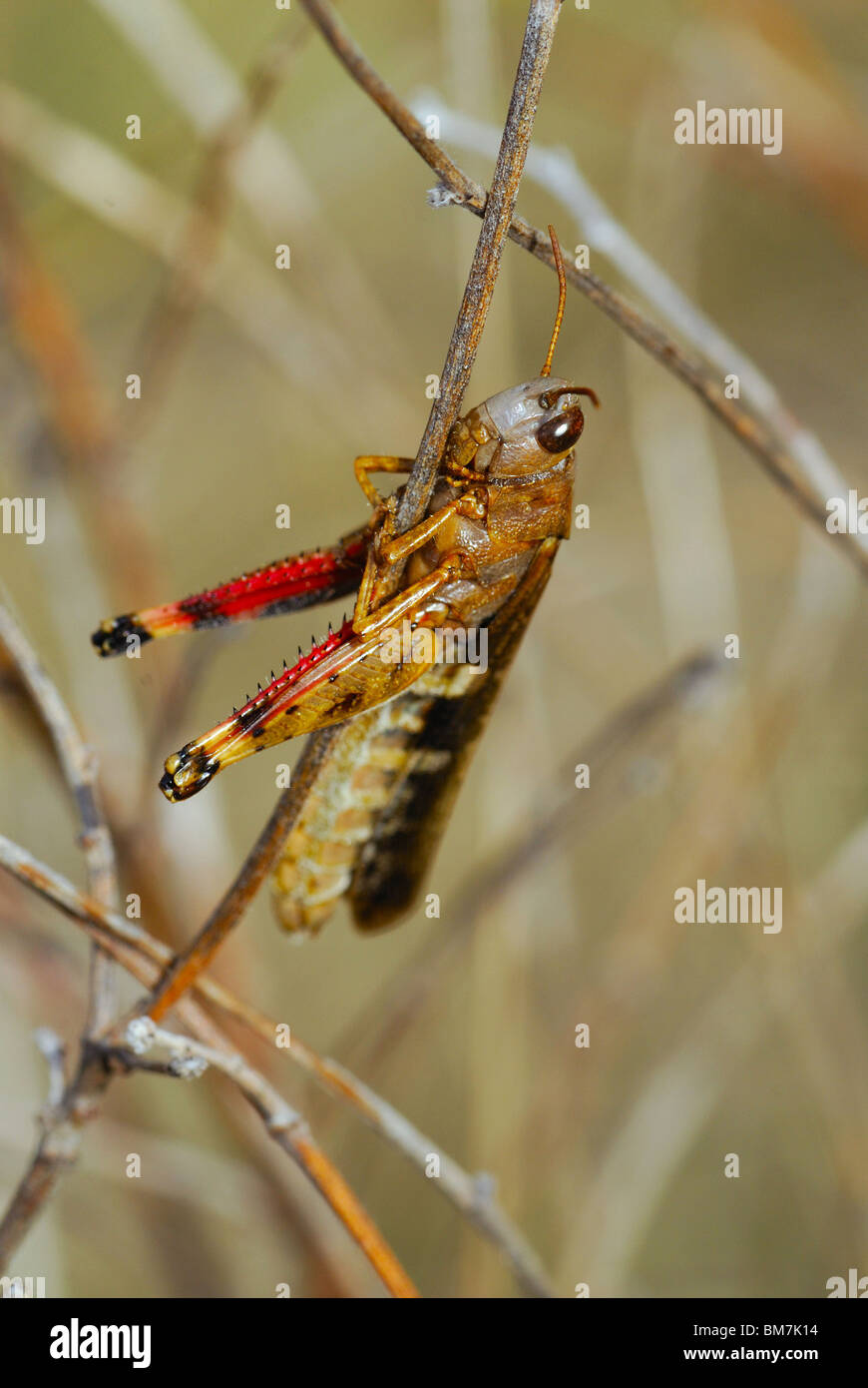 Insects picture hi-res stock photography and images - Alamy
