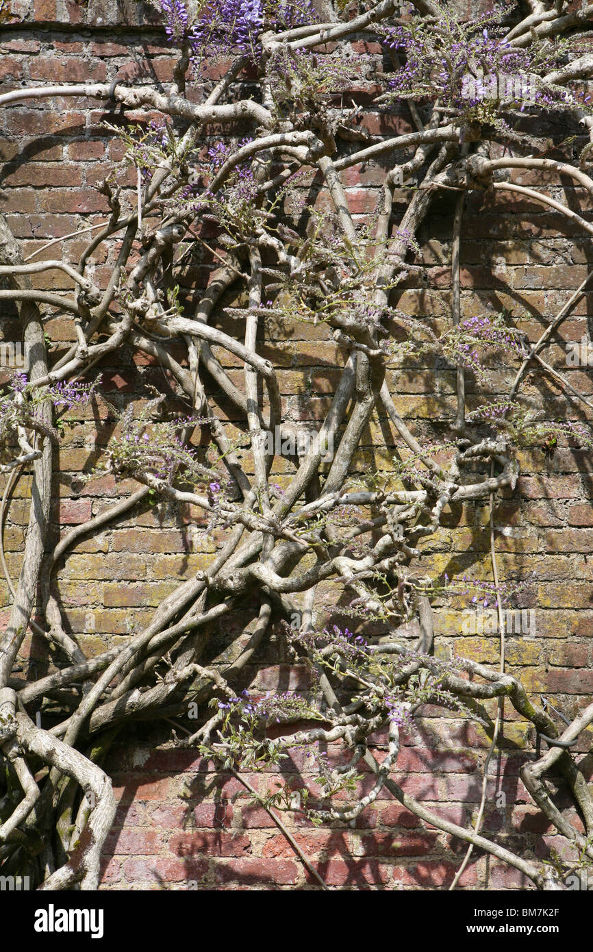 Wisteria sinensis (Chinese Wisteria) growing on a brick wall in full sun. Stock Photo