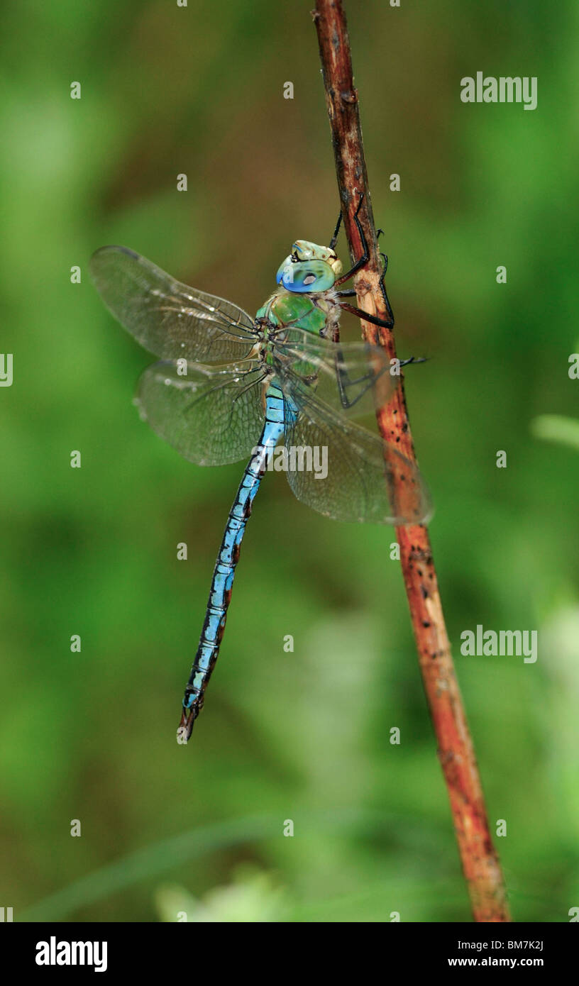 Dragonfly, Emperor Dragonfly Stock Photo - Alamy