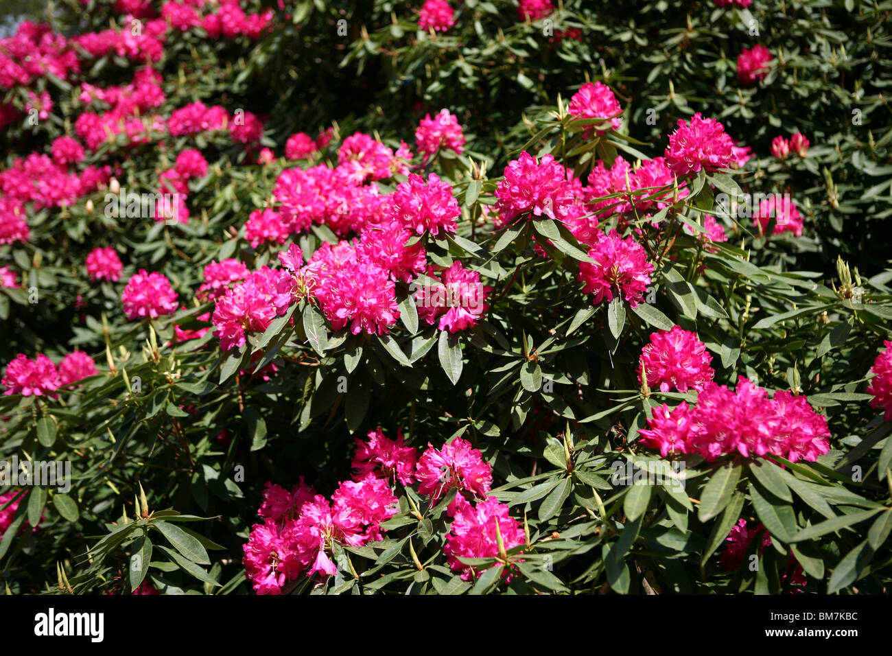 Bright pink flowering Rhododendron in full sun. Stock Photo