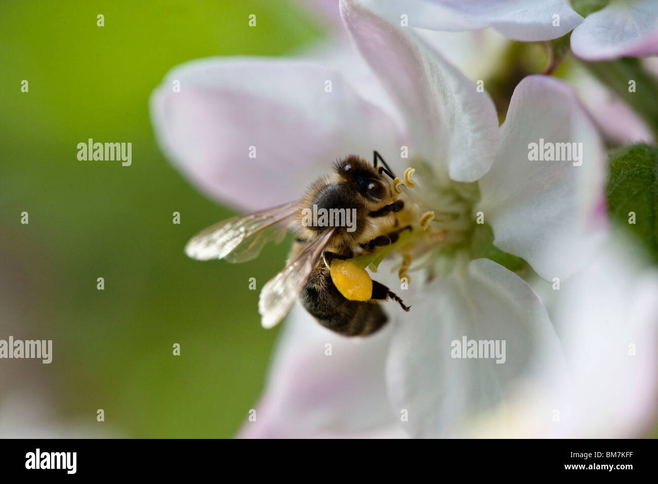 Pollen bee hi-res stock photography and images - Alamy