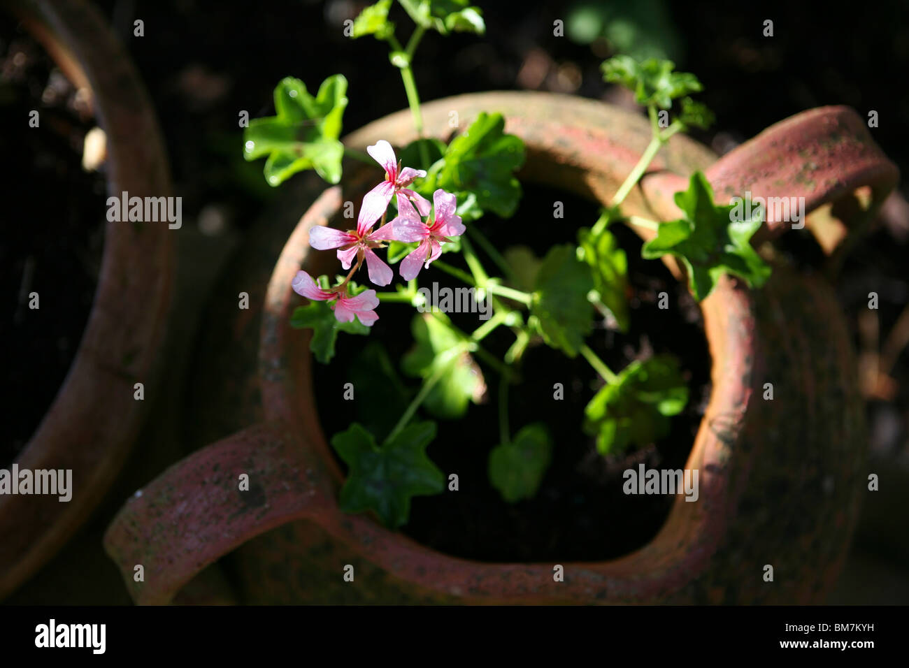 Pelargonium - Pink geraniums growing outside in a terracotta pot. Stock Photo