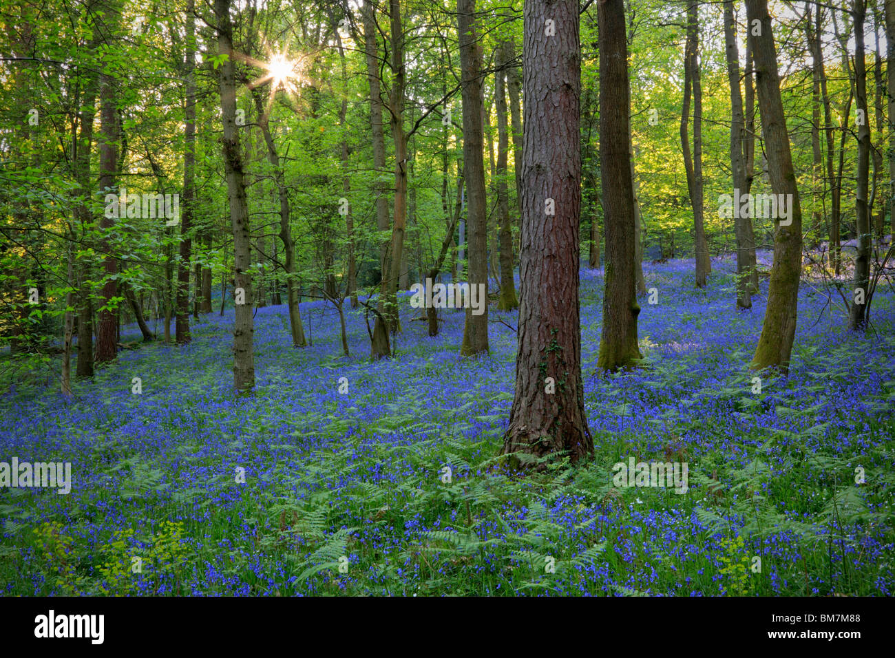 Classic carpet of English Bluebells on the trail between Soudley and Blakeney in the Forest of Dean, Gloucestershire, UK Stock Photo