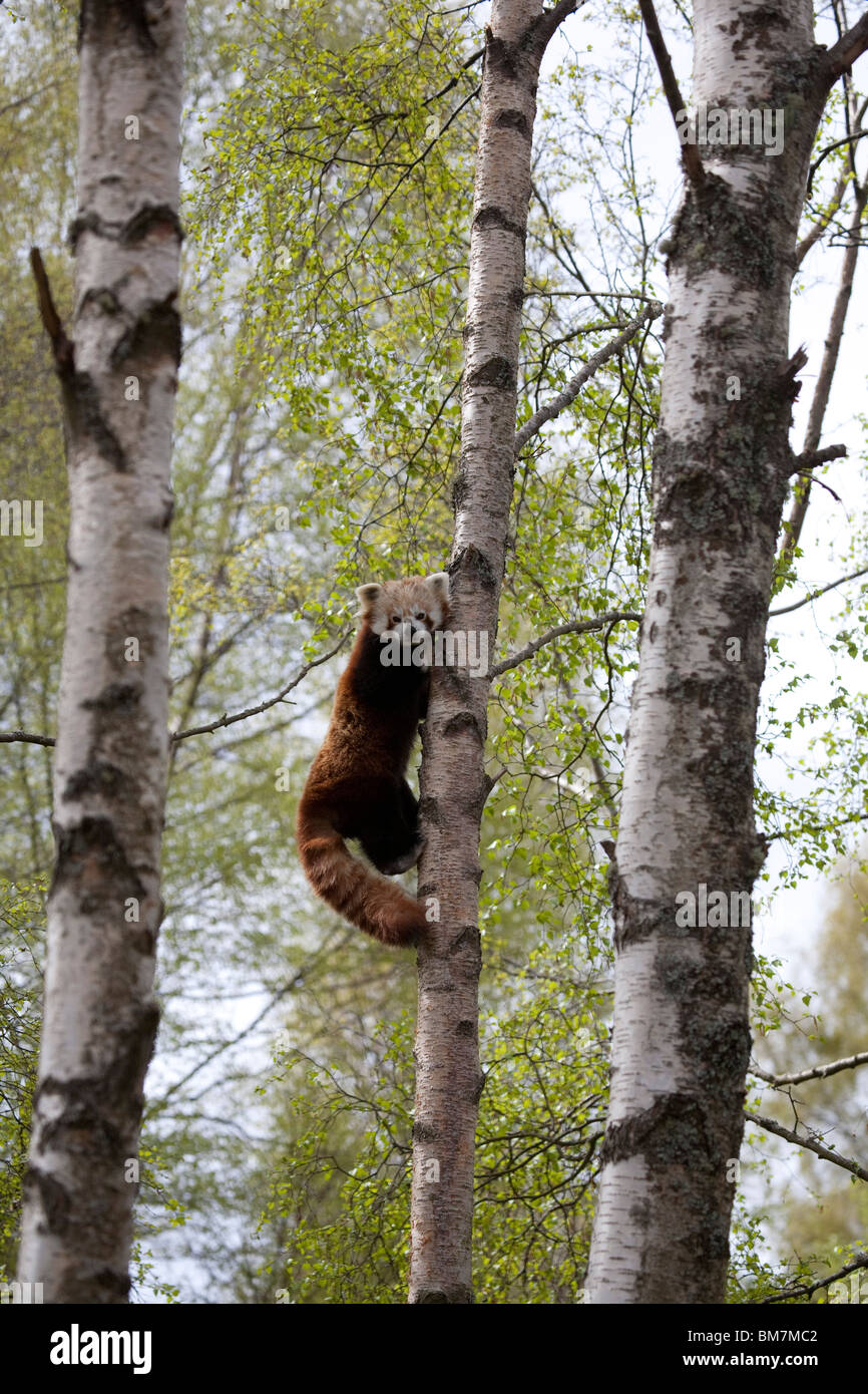 Red Panda Ailurus fulgens climbing into the high branches of a tall tree, taken under controlled conditions Stock Photo