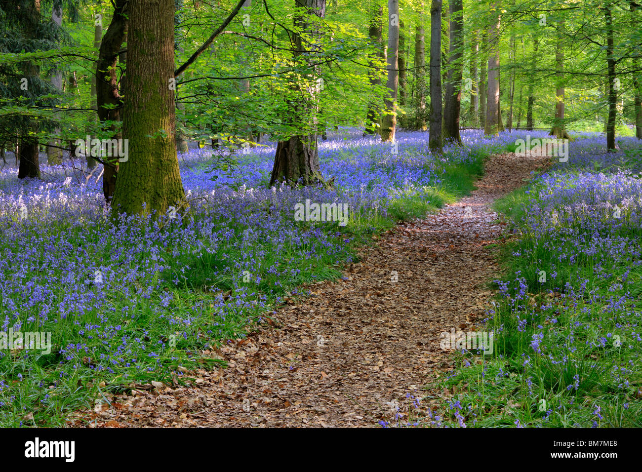 Classic carpet of English Bluebells on the trail between Soudley and Blakeney in the Forest of Dean, Gloucestershire, UK Stock Photo
