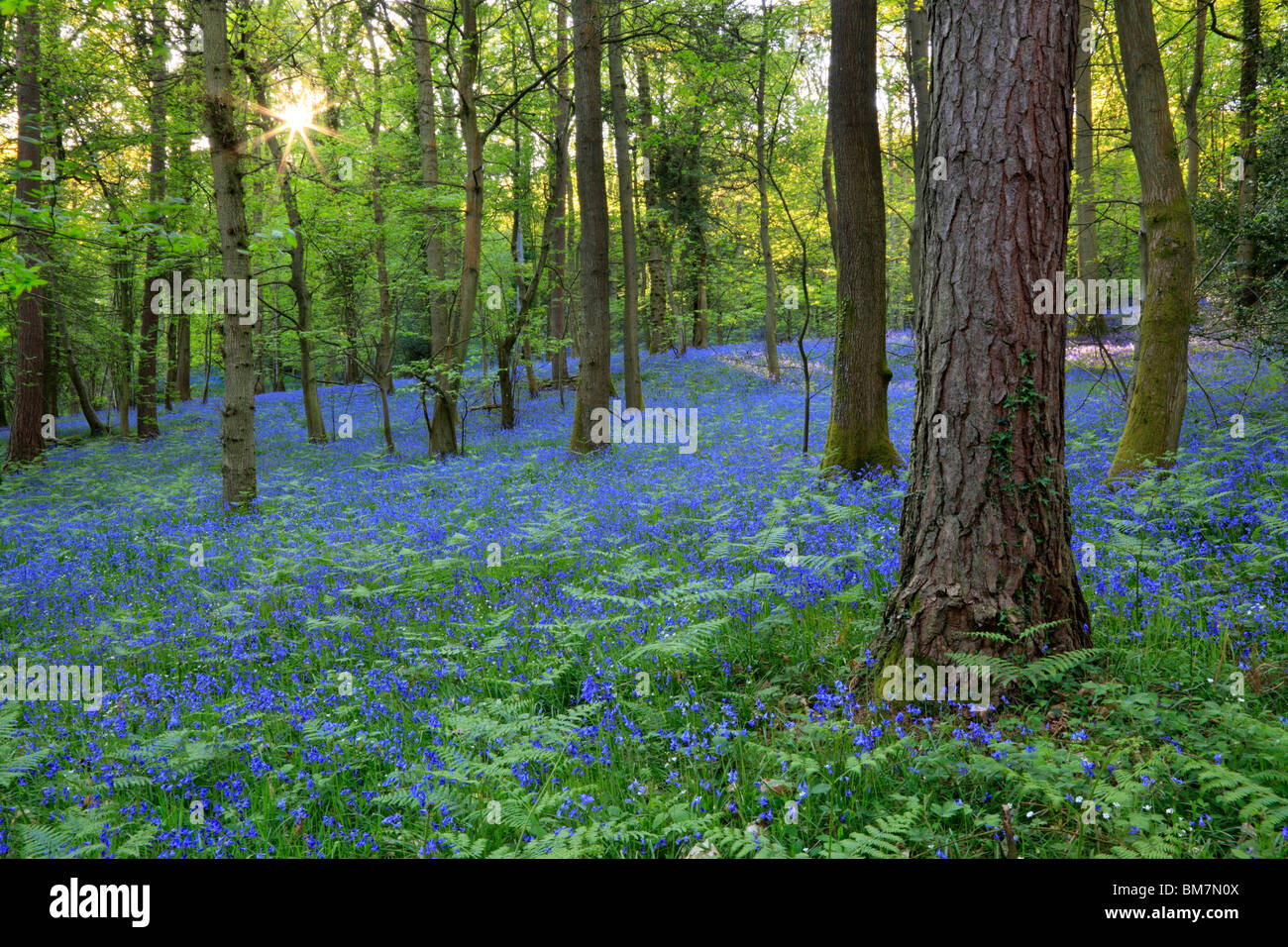 Classic carpet of English Bluebells on the trail between Soudley and Blakeney in the Forest of Dean, Gloucestershire, UK Stock Photo