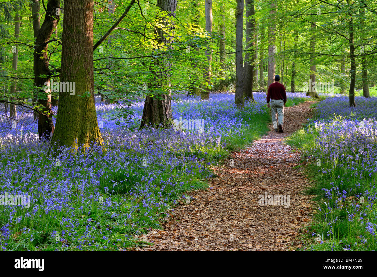 Surrounded by a carpet of English Bluebells on the trail between Soudley and Blakeney in the Forest of Dean, Gloucestershire, UK Stock Photo
