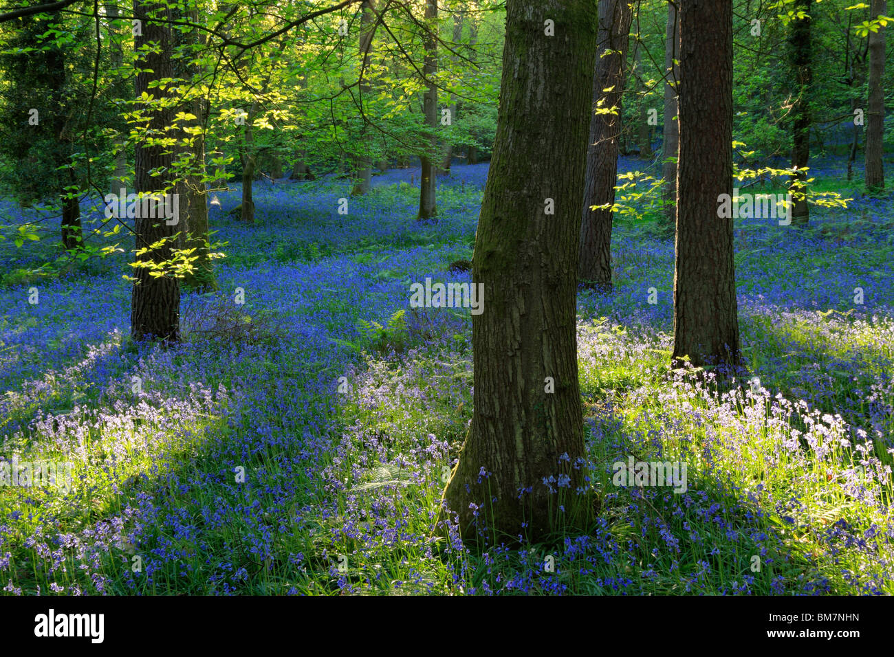 Classic carpet of English Bluebells on the trail between Soudley and Blakeney in the Forest of Dean, Gloucestershire, UK Stock Photo