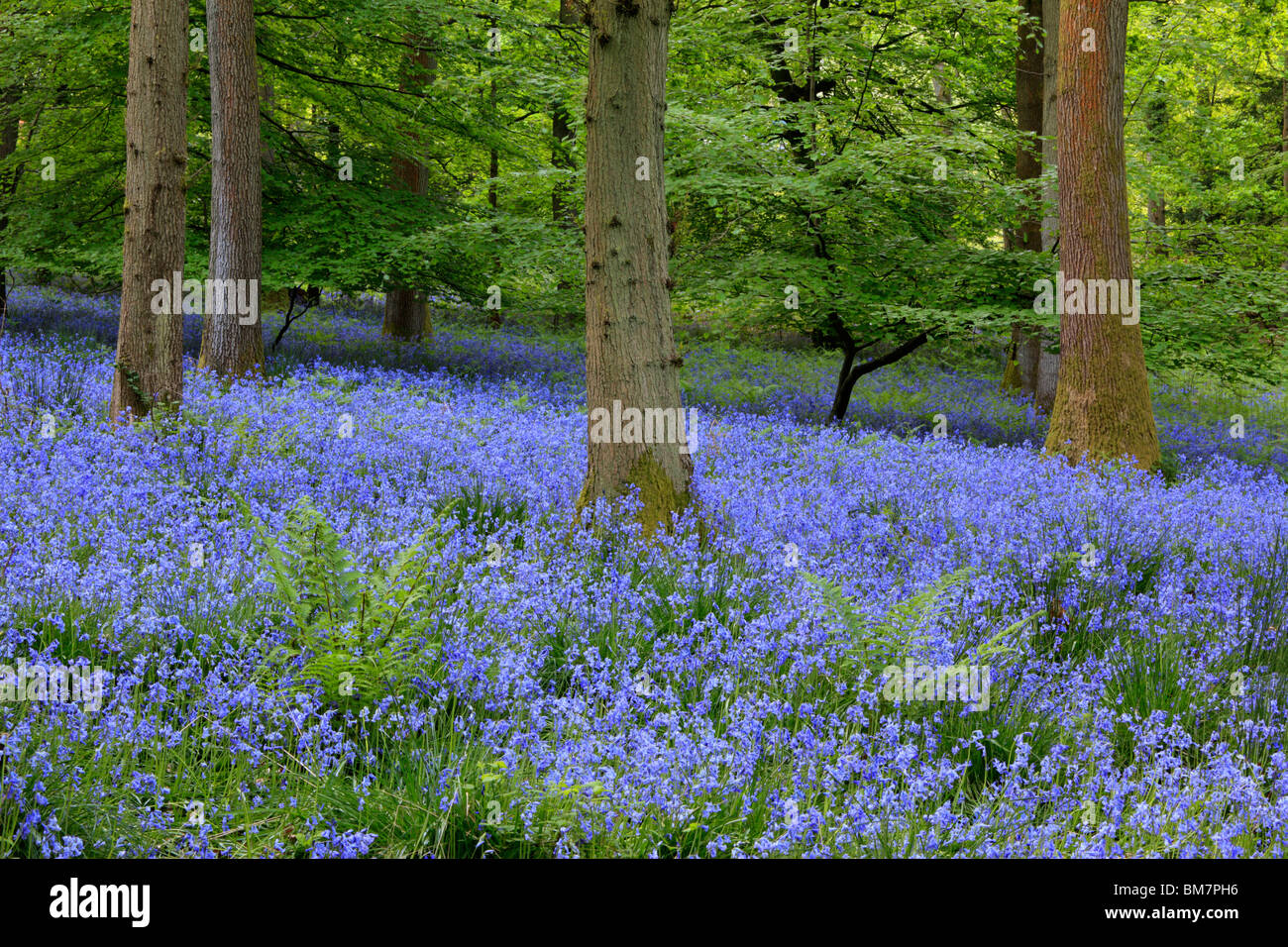 Classic carpet of English Bluebells on the trail between Soudley and Blakeney in the Forest of Dean, Gloucestershire, UK Stock Photo